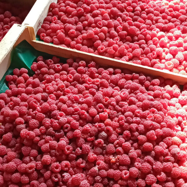 Framboise